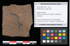 Foto (Objekt + Etikett) von Widdringtonia ungeri Endl. (NHMW-GEO-2024-0188-0136)